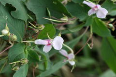 Impatiens fruticosa